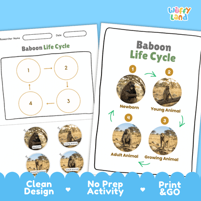 Baboon Life Cycle Poster and Cut and Paste Activity Worksheets