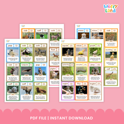 Flashcards featuring fun facts about baby animals, including kid (baby goat), infant chimpanzee, calf (baby elephant), gosling, cub (baby tiger), pup (baby seal), spiderling (baby spider), and kitten, each with a real photo and a short educational fact
