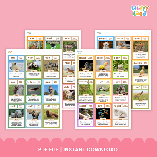 Flashcards featuring fun facts about baby animals, including kid (baby goat), infant chimpanzee, calf (baby elephant), gosling, cub (baby tiger), pup (baby seal), spiderling (baby spider), and kitten, each with a real photo and a short educational fact