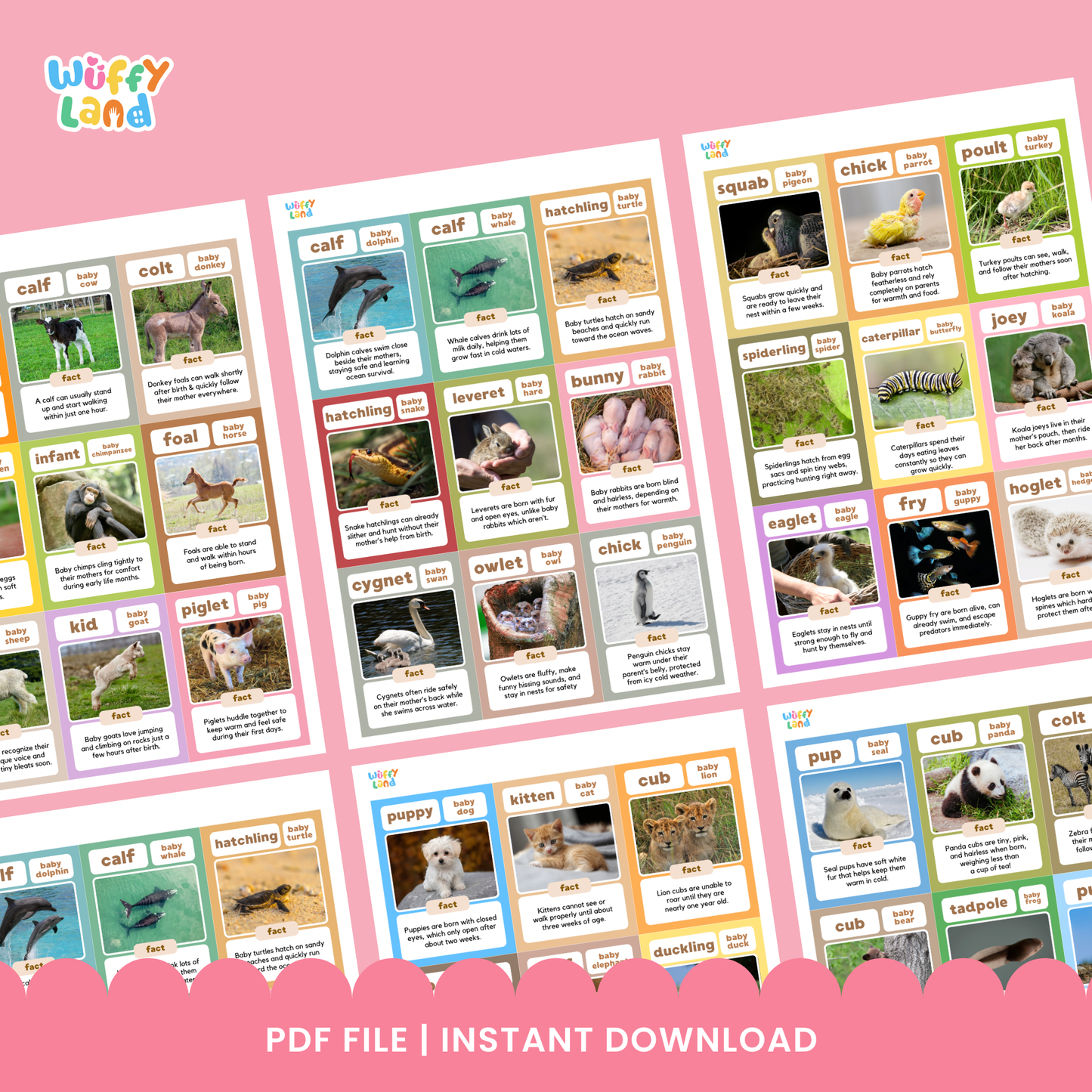 Flashcards featuring fun facts about baby animals, including kid (baby goat), infant chimpanzee, calf (baby elephant), gosling, cub (baby tiger), pup (baby seal), spiderling (baby spider), and kitten, each with a real photo and a short educational fact