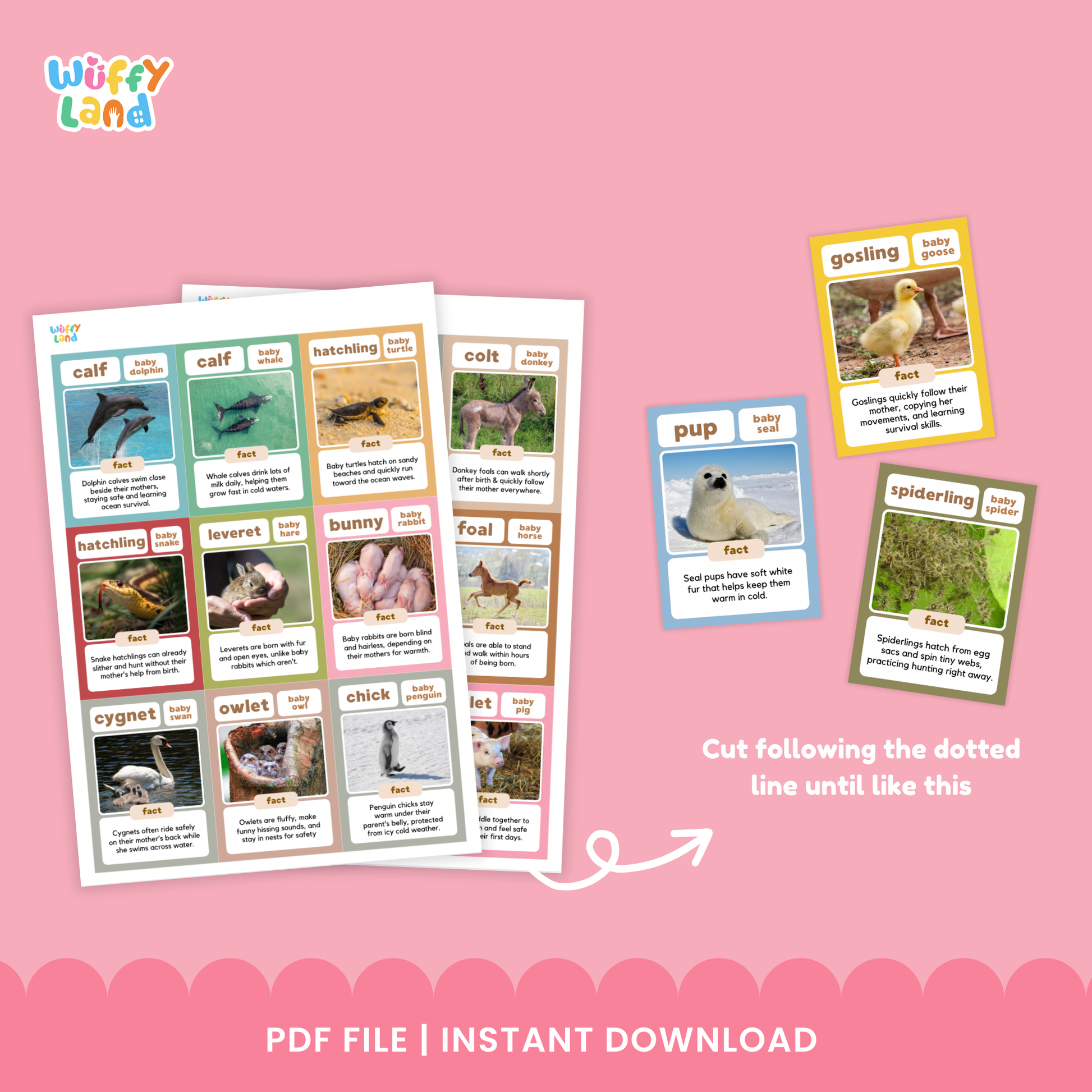Flashcards featuring fun facts about baby animals, including kid (baby goat), infant chimpanzee, calf (baby elephant), gosling, cub (baby tiger), pup (baby seal), spiderling (baby spider), and kitten, each with a real photo and a short educational fact