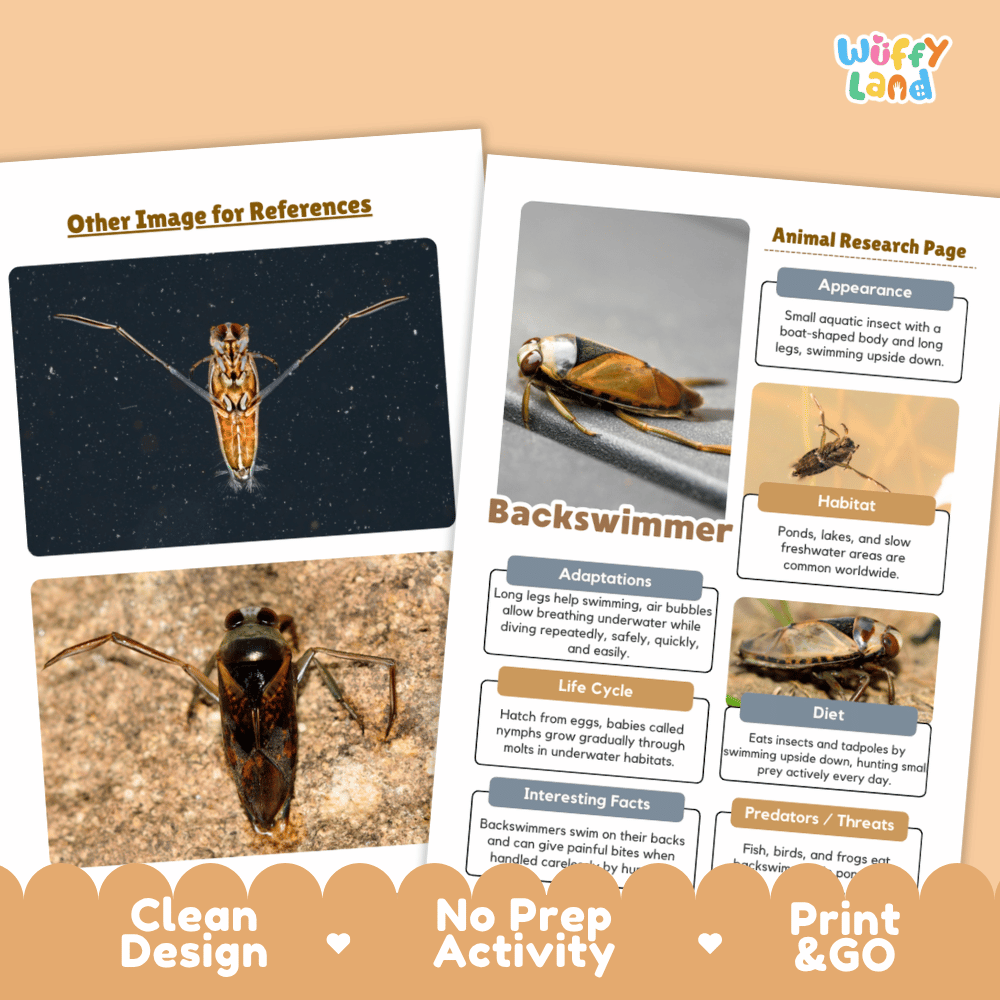 Backswimmer Animal Research Page and Worksheets