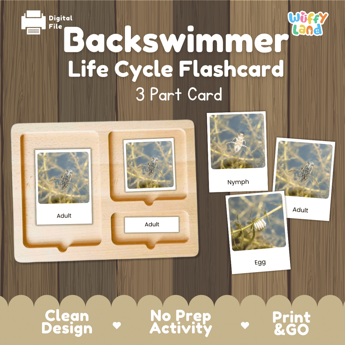 Backswimmer Life Cycle Flashcard set by Wiffy Land, featuring a wooden 3-part card tray with labeled sections for Adult, Nymph, and Egg, shown with sample flashcards on a wood-grain background.