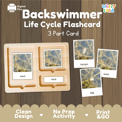 Backswimmer Life Cycle Flashcard set by Wiffy Land, featuring a wooden 3-part card tray with labeled sections for Adult, Nymph, and Egg, shown with sample flashcards on a wood-grain background.