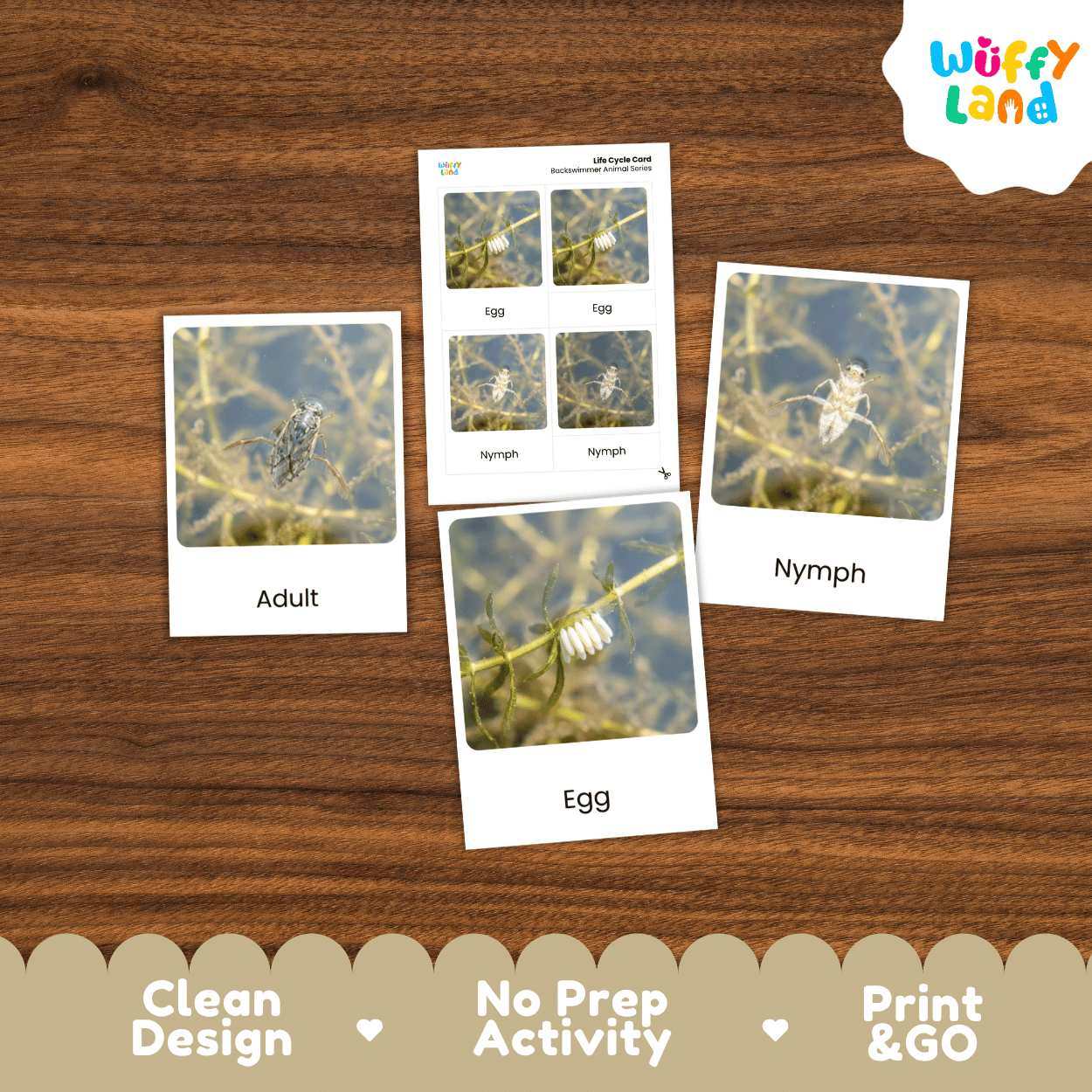 Three insect activity cards laid out on a wooden surface, showing labeled images for Adult, Nymph, and Egg stages. A small instruction card is centered above them.