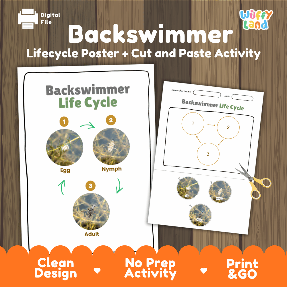 Backswimmer Life Cycle Poster and Cut and Paste Activity Worksheets