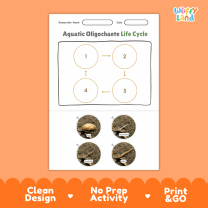 Backswimmer Life Cycle Poster and Cut and Paste Activity Worksheets