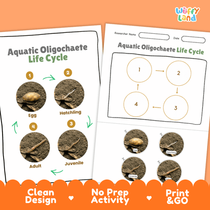 Backswimmer Life Cycle Poster and Cut and Paste Activity Worksheets