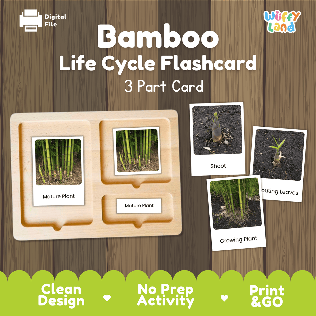 Montessori three part cards featuring real photographic images of bamboo growth stages and mature culm groves displayed on a wooden tray