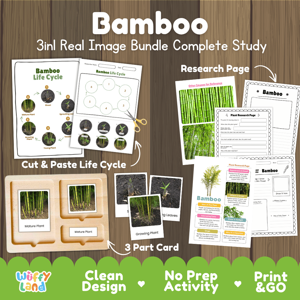 Bamboo plant 3in1 real image bundle complete study printable featuring life cycle cut and paste worksheets, Montessori 3-part cards, and research pages