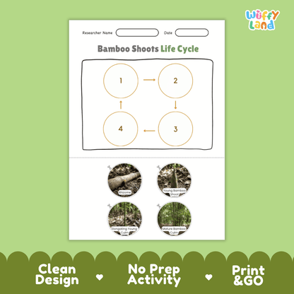 Educational reference poster showing four realistic photo stages of a bamboo shoots life cycle including rhizome, young bamboo shoot, elongating young culm, and mature bamboo culm