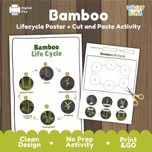 Bamboo Lifecycle Poster and Cut and Paste Activity Worksheets | Plant Science Printables