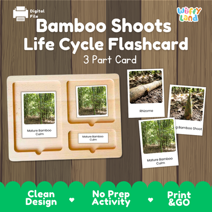 Bamboo Shoots Life Cycle Flashcard set by Wiffly Land, featuring a 3-part wooden card tray with photos of bamboo culms, rhizomes, and bamboo shoots, shown on a wood-grain background with green feature banners.