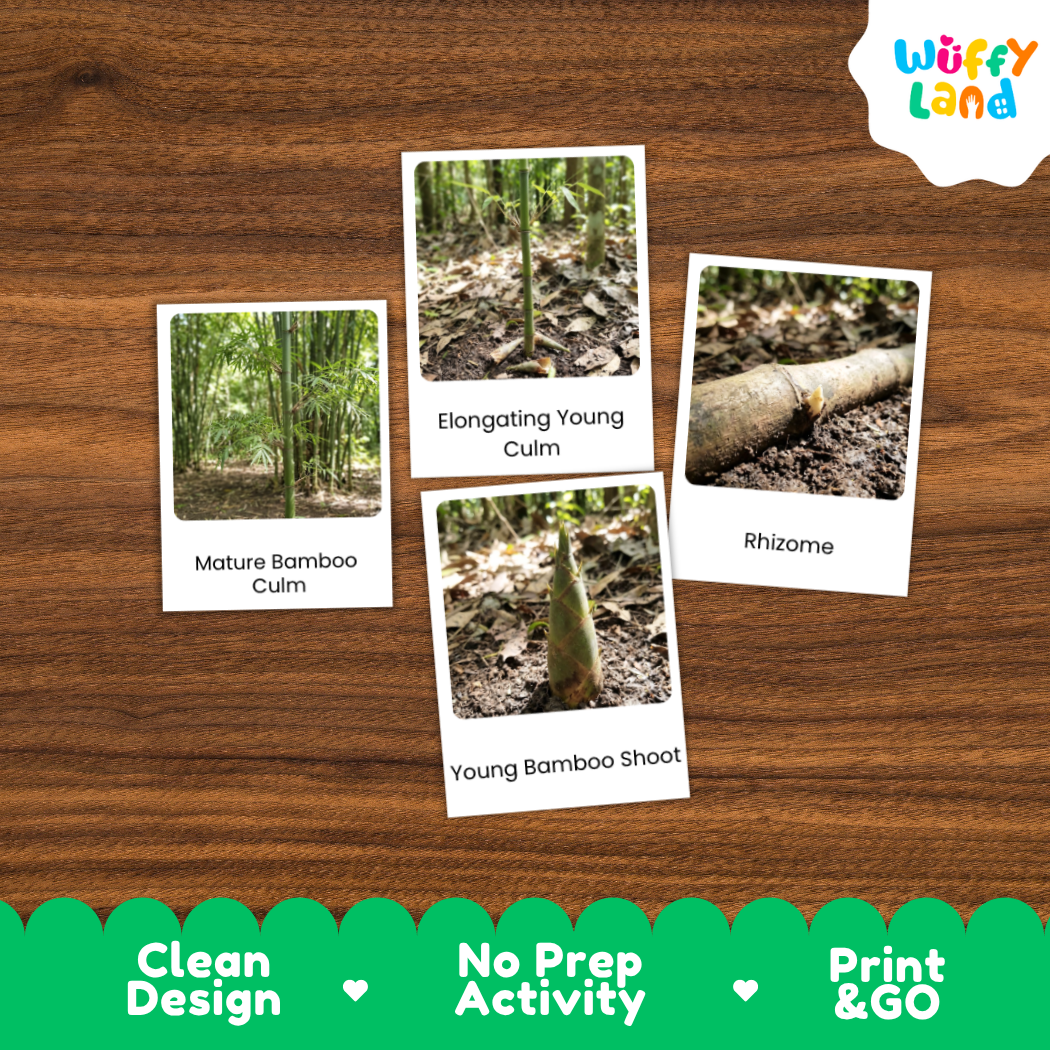 Four educational photo cards about bamboo labeled Mature Bamboo Culm, Elongating Young Culm, Rhizome, and Young Bamboo Shoot, arranged on a wood-grain background. A Wuffi Land logo appears in the top right, and a green banner at the bottom reads Clean Design, No Prep Activity, and Print & GO.