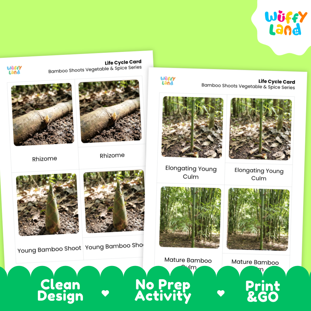 Two printed bamboo life cycle cards shown on a bright green background. The cards feature labeled photos of bamboo parts and stages, including rhizome, young bamboo shoot, elongating young culm, and mature bamboo.