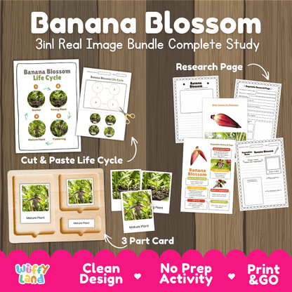 Banana blossom 3in1 real image bundle complete study printable featuring life cycle cut and paste worksheets, Montessori 3-part cards, and research pages
