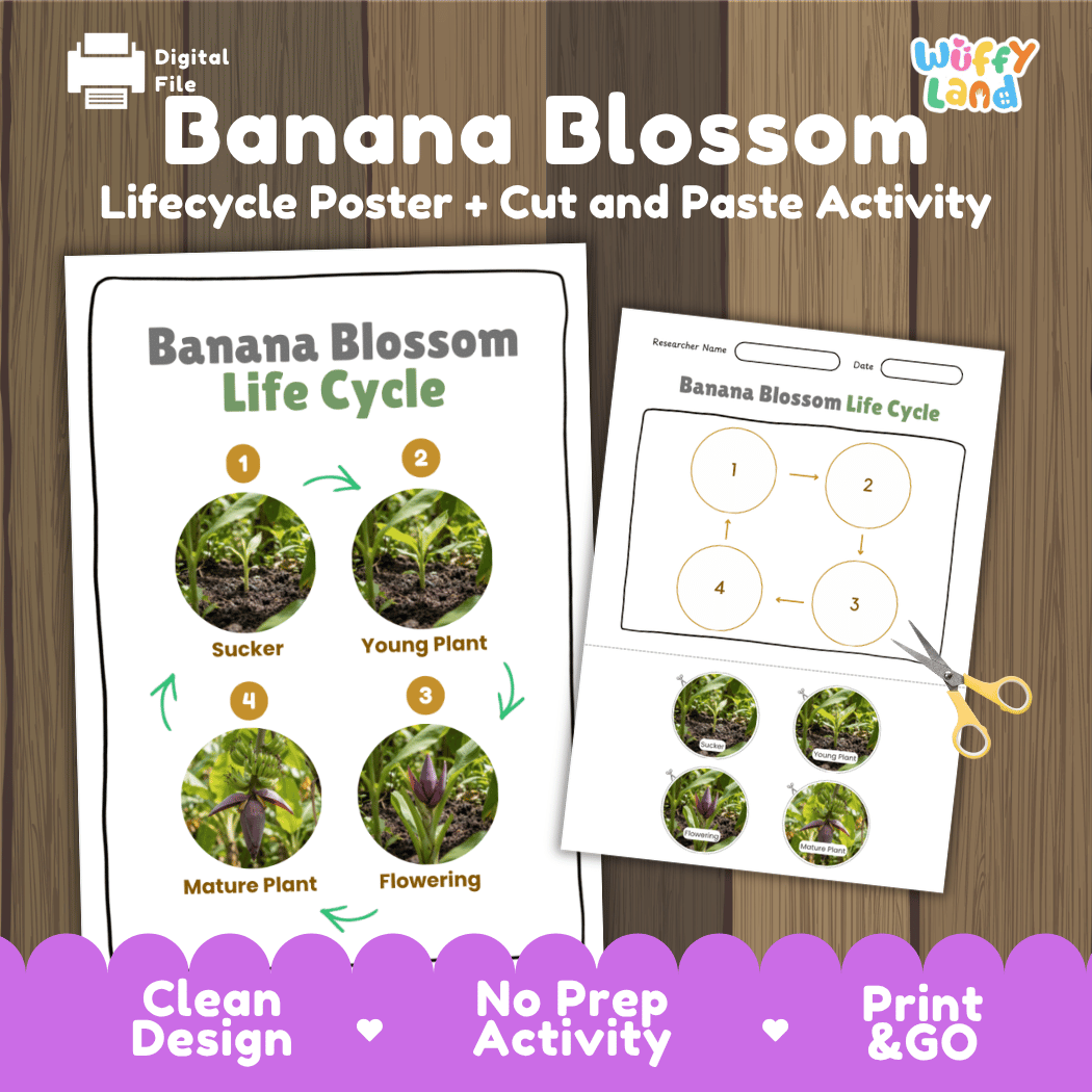 Banana blossom life cycle educational printable pack cover showing reference poster and cut and paste worksheet with real photography