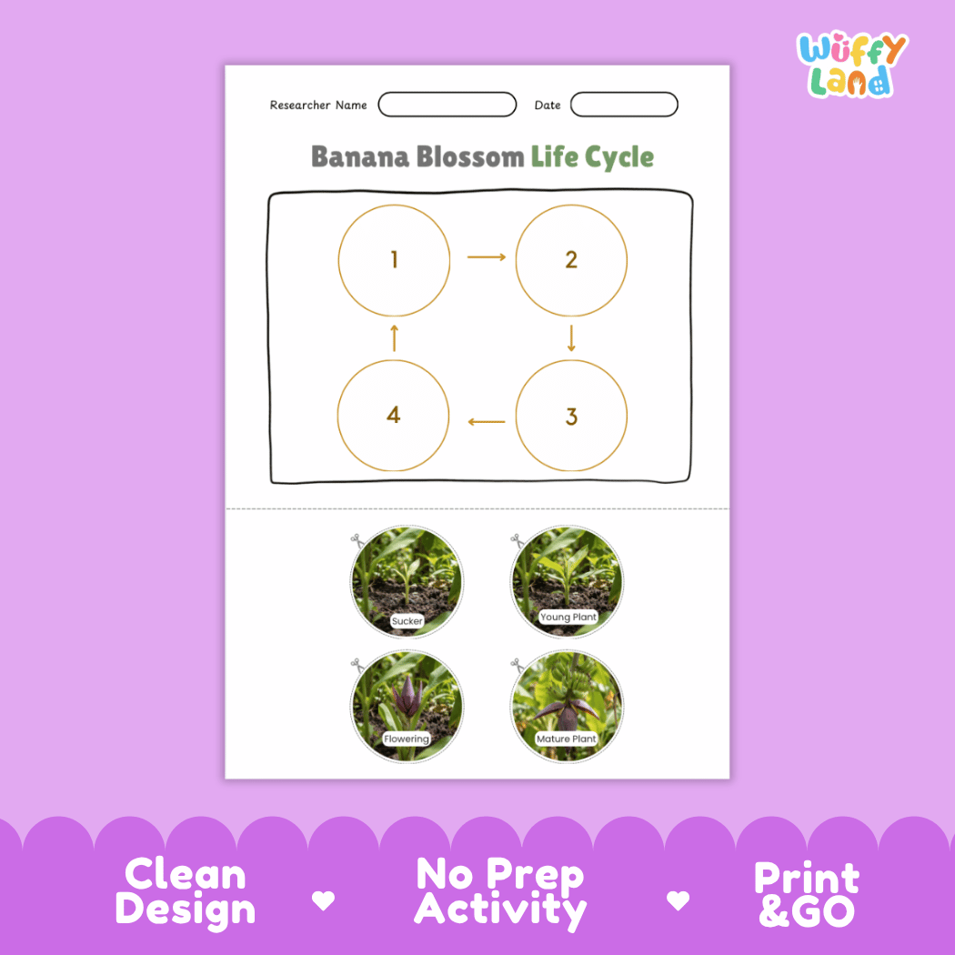 Educational reference poster showing four realistic photo stages of a banana blossom life cycle including sucker, young plant, flowering, and mature plant