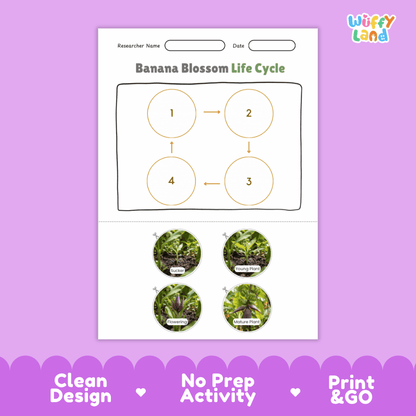 Educational reference poster showing four realistic photo stages of a banana blossom life cycle including sucker, young plant, flowering, and mature plant