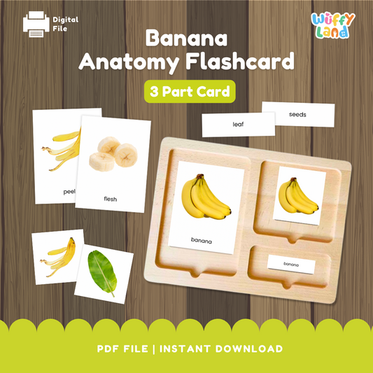 Banana anatomy flashcard set featuring realistic images of banana parts such as the whole banana, leaf, seeds, and flesh. Includes three part cards with matching labels and control cards for Montessori learning activities. Designed to help children identify and learn the different parts of a banana through hands-on matching and vocabulary practice.