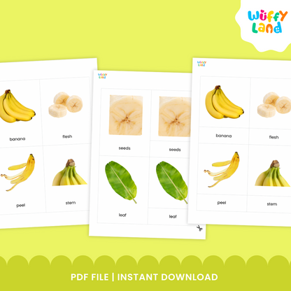 Banana anatomy flashcard set featuring realistic images of banana parts such as the whole banana, leaf, seeds, and flesh. Includes three part cards with matching labels and control cards for Montessori learning activities. Designed to help children identify and learn the different parts of a banana through hands-on matching and vocabulary practice.
