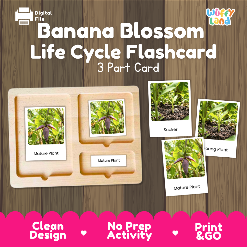 Banana Blossom Life Cycle Flashcard set by Wiffy Land, featuring a 3-part wooden card tray with photos of banana plant stages and small reference cards showing 'Mature Plant', 'Young Plant', and 'Sucker' stages on a wood-grain background.