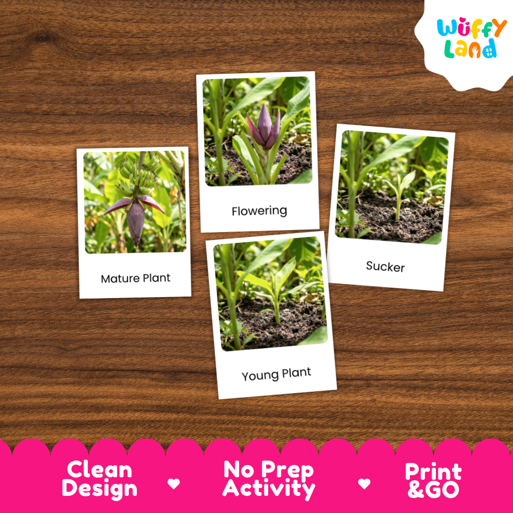Four labeled plant identification cards are arranged on a brown wood surface. The cards show close-up photos of plants and soil with text reading 'Mature Plant,' 'Flowering,' 'Sucker,' and 'Young Plant.