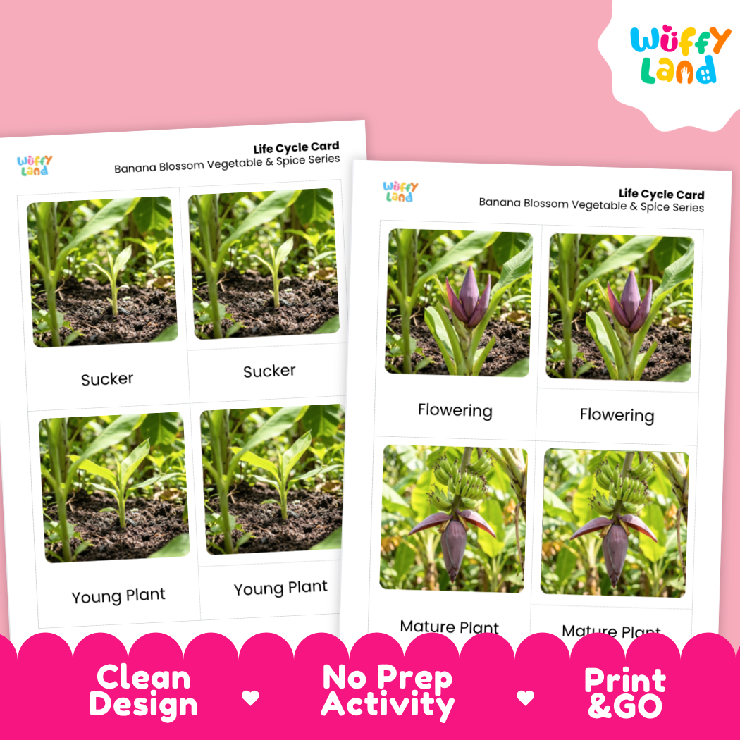 Two printable banana blossom life cycle cards shown on a pink background, with the Wüffy Land logo in the top right. The cards feature labeled photos of plant stages: Sucker, Flowering, Young Plant, and Mature Plant.