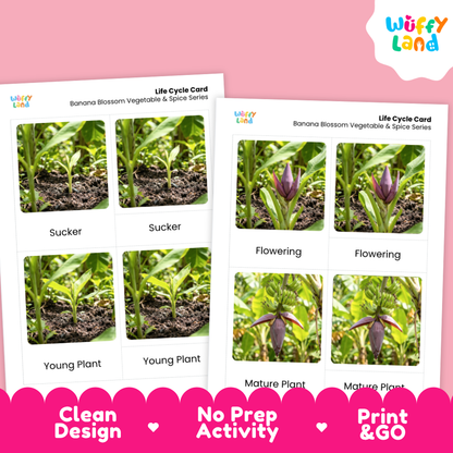 Two printable banana blossom life cycle cards shown on a pink background, with the Wüffy Land logo in the top right. The cards feature labeled photos of plant stages: Sucker, Flowering, Young Plant, and Mature Plant.