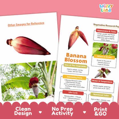 Banana Blossom Research Activity Worksheet Science Vegetable Edible Flower