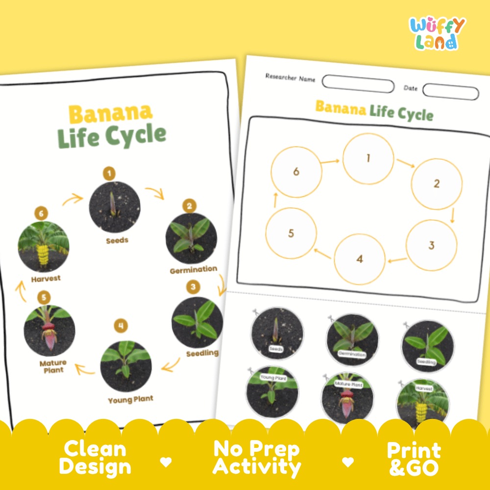 Banana Lifecycle Poster and Cut and Paste Activity Worksheets | Plant Science Printables
