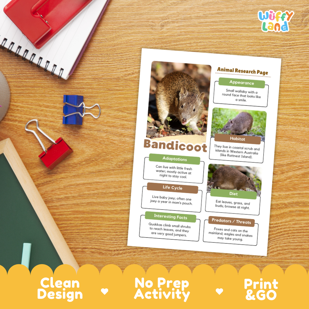 An educational animal research activity sheet about a bandicoot, displayed on a wooden desk alongside school supplies like a spiral notebook, binder clips, and a red notebook. The sheet features a clean design with animal photos and text boxes.