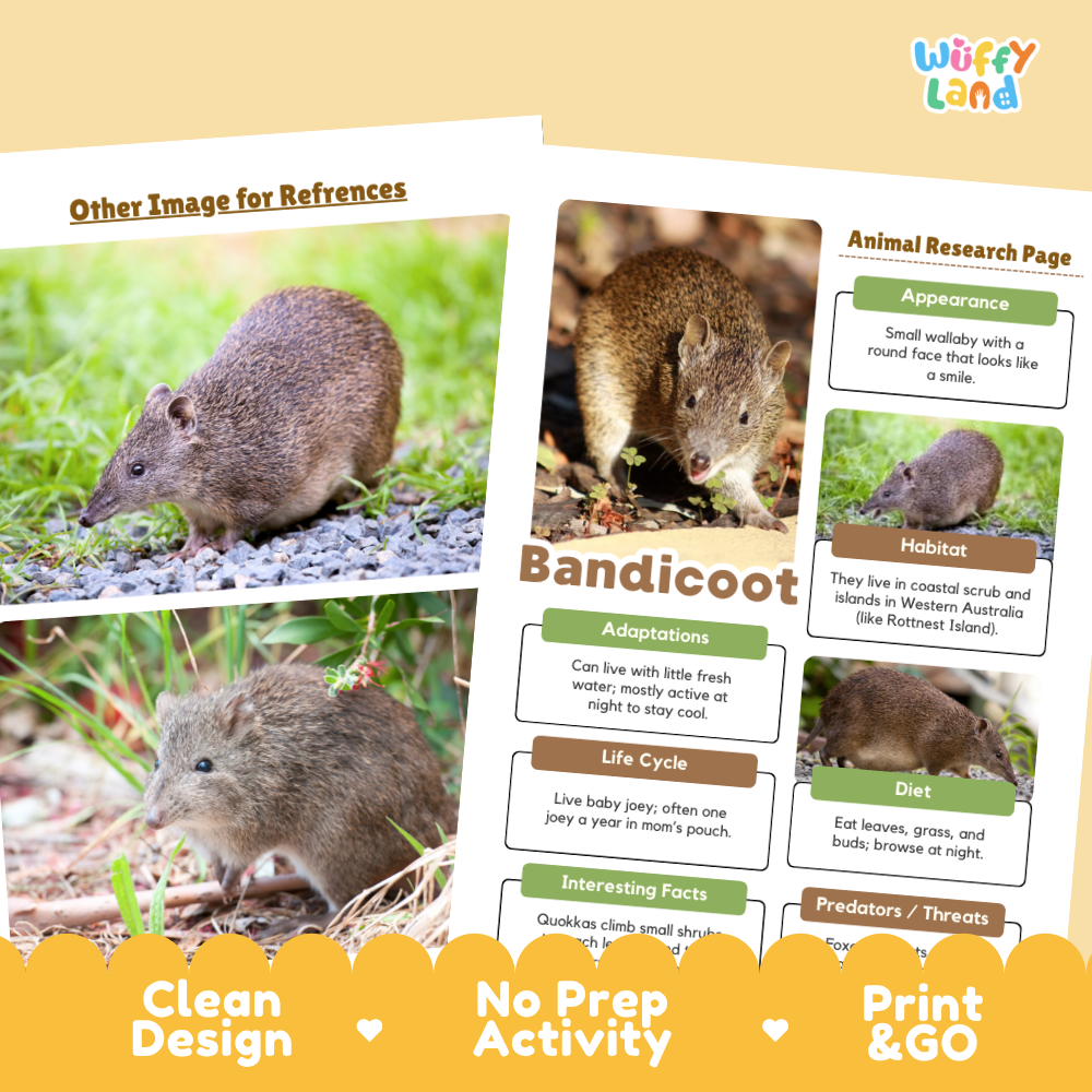 Educational activity sheet about bandicoots from the brand Wiffly Land, featuring animal research pages with photos of bandicoots, a reference image note, and promotional text badges at the bottom.
