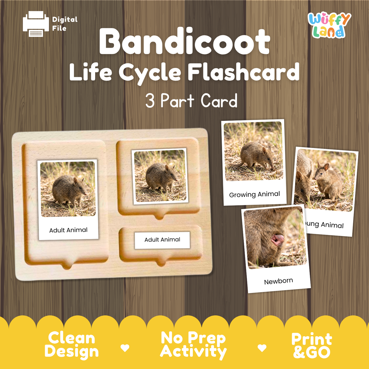 Bandicoot Life Cycle Flashcard set by Wiffy Land, featuring a 3-part wooden card tray with labeled sections for Adult Animal, Growing Animal, and Newborn, alongside sample flashcards showing bandicoot photos. The image is presented on a wood-grain background with promotional text at the top and bottom.