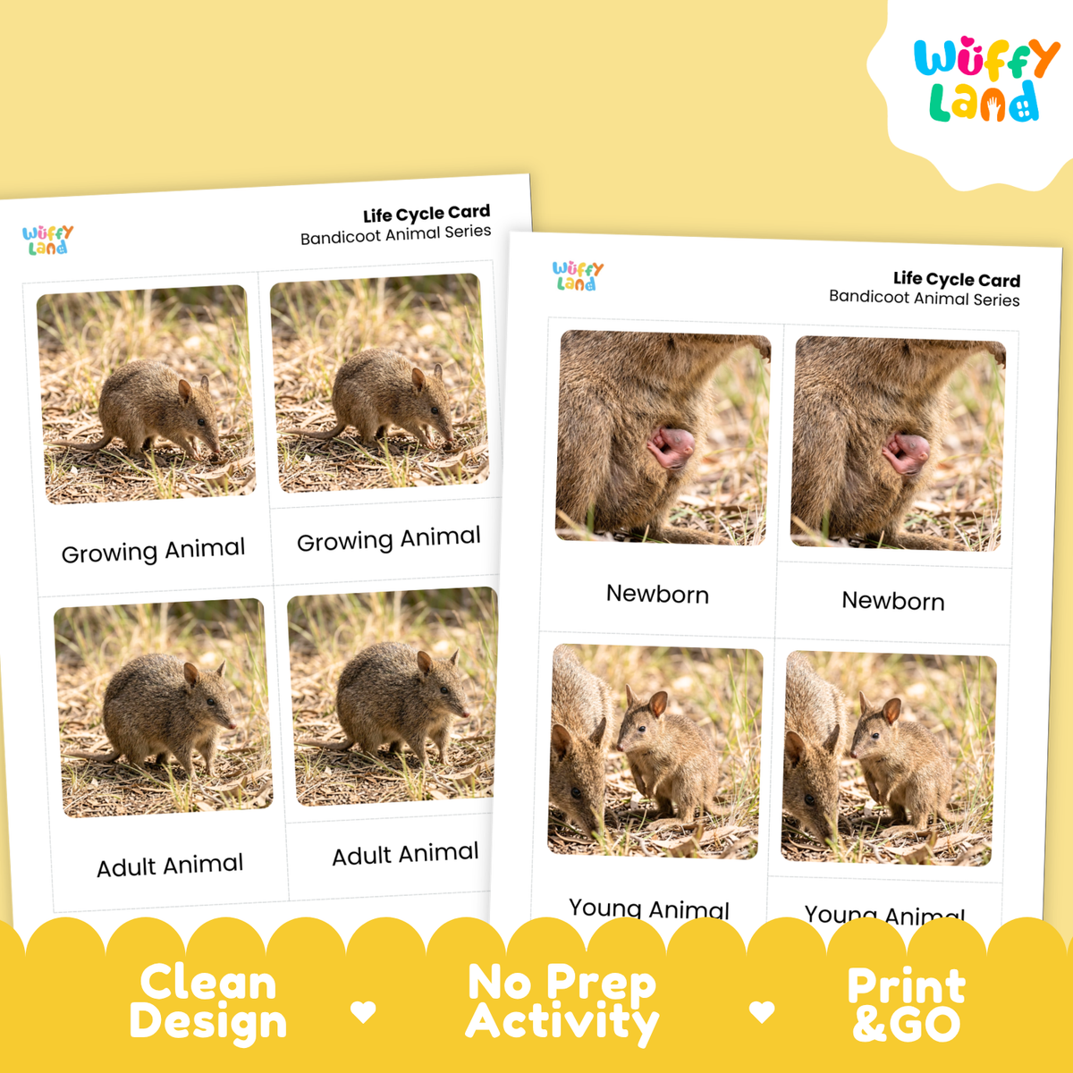 Two printed animal life cycle cards shown on a pale yellow background, with a Wiffy Land logo in the top right and marketing text along the bottom. The cards feature photos of bandicoots at different stages: newborn, adult, and young.