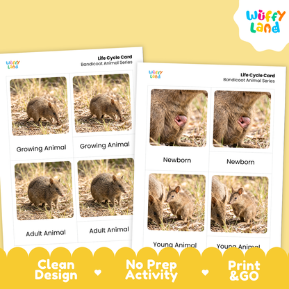 Two printed animal life cycle cards shown on a pale yellow background, with a Wiffy Land logo in the top right and marketing text along the bottom. The cards feature photos of bandicoots at different stages: newborn, adult, and young.