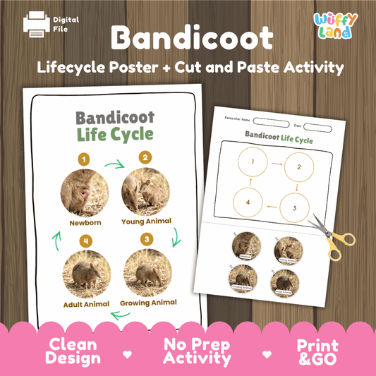 Bandicoot Life Cycle Poster and Cut and Paste Activity Worksheets