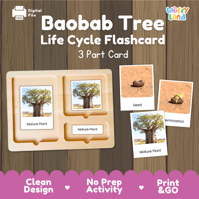 Baobab Tree Life Cycle Flashcards | 3 Part Cards Montessori Science Activity