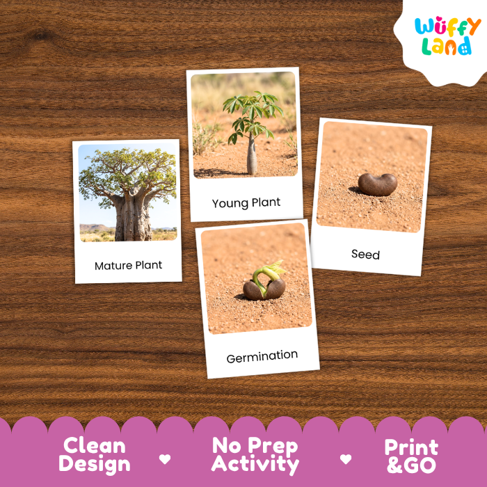 Baobab Tree Life Cycle Flashcards | 3 Part Cards Montessori Science Activity