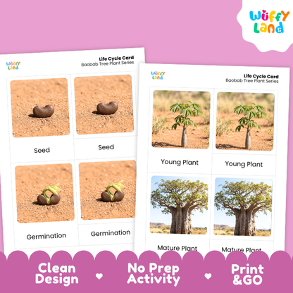 Baobab Tree Life Cycle Flashcards | 3 Part Cards Montessori Science Activity