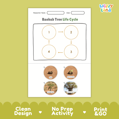 Baobab Tree Life Cycle Poster and Cut and Paste Activity Worksheet