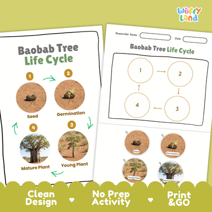 Baobab Tree Life Cycle Poster and Cut and Paste Activity Worksheet