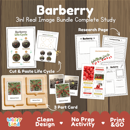 Complete Barberry 3-in-1 real image study bundle featuring cut and paste worksheets, Montessori 3-part cards, and research pages 🍒🌱