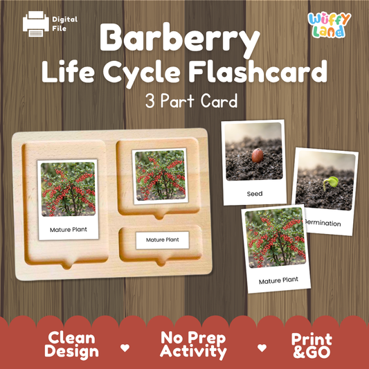 Montessori three-part cards featuring real photographs of barberry shrub growth stages including mature plant, young plant, and germination 🗂️🏷️