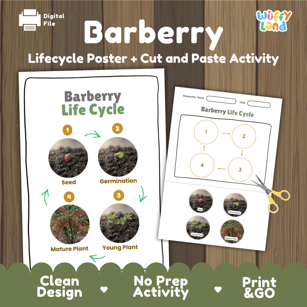 Barberry Life Cycle Poster and Cut and Paste Worksheet Activity