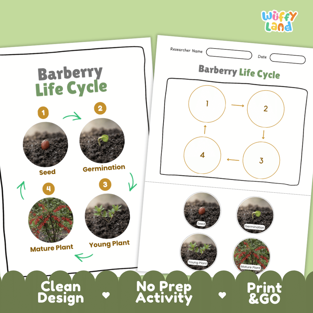 Barberry Life Cycle Poster and Cut and Paste Worksheet Activity