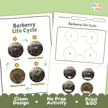 Barberry Life Cycle Poster and Cut and Paste Worksheet Activity