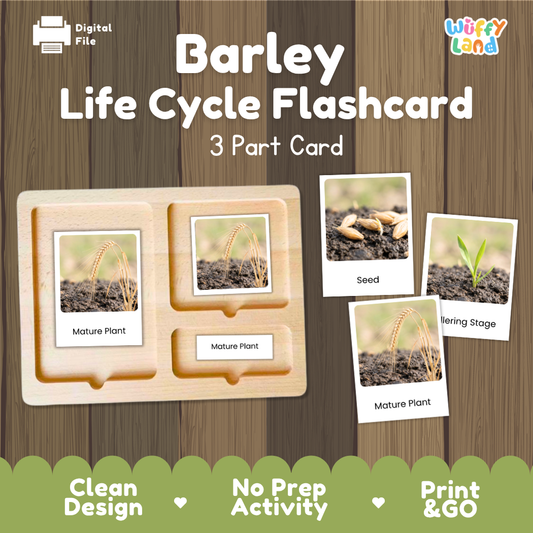 Barley Life Cycle Flashcard 3 Part Card Science Printable Activity