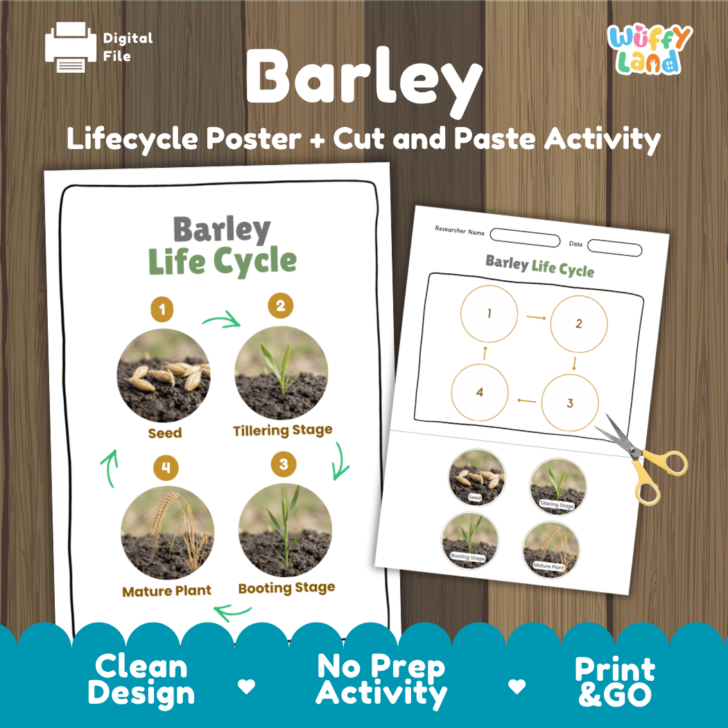 Barley Life Cycle Poster and Cut and Paste Activity Worksheets