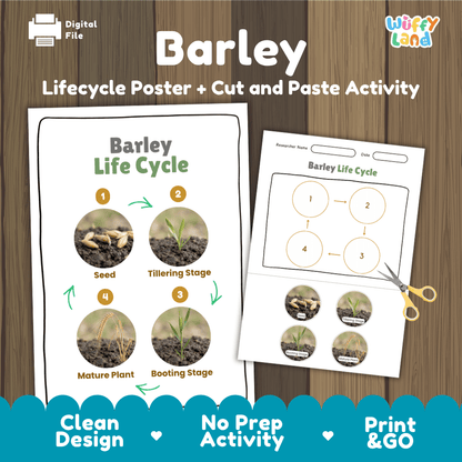 Barley Life Cycle Poster and Cut and Paste Activity Worksheets